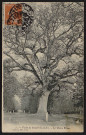 Le chêne Prieur (30 septembre 1907).
