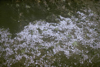 CHEPTAINVILLE. - Domaine de Cheptainville, chutes de grêle, grêle au sol agglomérée par amas ; couleur ; 5 cm x 5 cm [diapositive] (1961). 