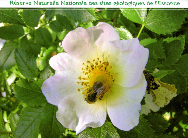 Réserve Naturelle des Sites Géologiques de l'Essonne. 2009 20 ans. Il était une fois le Stampien.