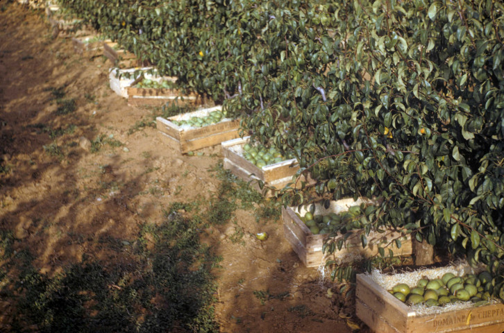 CHEPTAINVILLE. - Domaine de Cheptainville, poires cueillies et déposées dans des cageots ; couleur ; 5 cm x 5 cm [diapositive] (1962). 