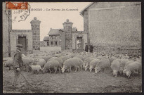 LIMOURS.- Ferme du Couvent : les moutons (27 juillet 1911). 