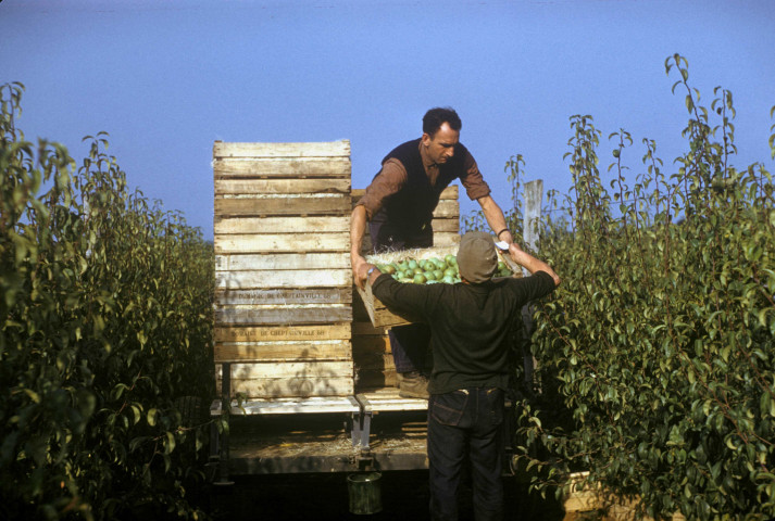 CHEPTAINVILLE. - Domaine de Cheptainville, ramassage des fruits sur palettes ; couleur ; 5 cm x 5 cm [diapositive] (1962). 