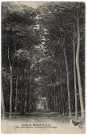 DRAVEIL. - Forêt de Sénart. Sous-bois d'acacias conduisant à l'Ermitage. Francis. 