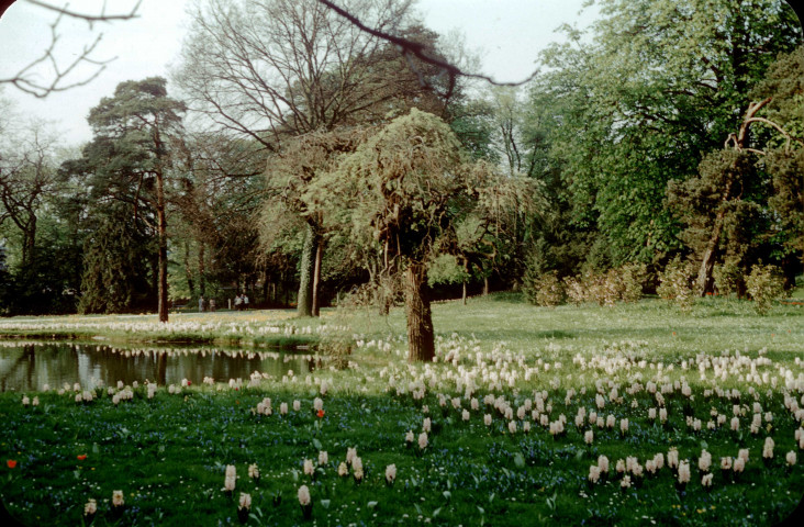 BAGATELLE. - Parc du domaine, jacinthes en floraison ; couleur ; 5 cm x 5 cm [diapositive] (1957). 