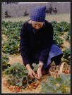 SAINT-YON.- A la ferme de la Madeleine Rolande ramasse les fraises [1990-2000]. 