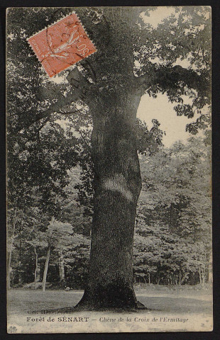 Le chêne d'Antin de la Croix de l'Ermitage (24 septembre 1927).