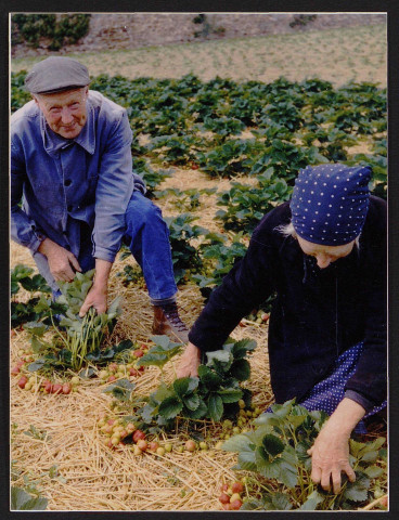 SAINT-YON.- A la ferme de la Madeleine, Rolande et Vincent ramassent les fraises. 