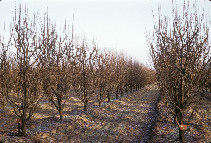 CHEPTAINVILLE. - Domaine de Cheptainville, plantations au début de l'hiver ; couleur ; 5 cm x 5 cm [diapositive] (1961). 