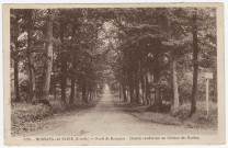 MORSANG-SUR-SEINE. - Forêt de Rougeau. Chemin conduisant au château des Roches [Editeur Photo-édition, sépia]. 