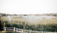 BAZAINVILLE. - BAZAINVILLE [département des Yvelines], arrosage des plantations de pommiers ; couleur ; 5 cm x 5 cm [diapositive] (1961). 