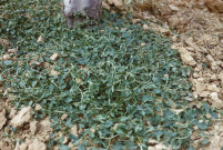 Domaine de Plassart. - Désherbage des plantes parasites ; couleur ; 5 cm x 5 cm [diapositive] (1962). 