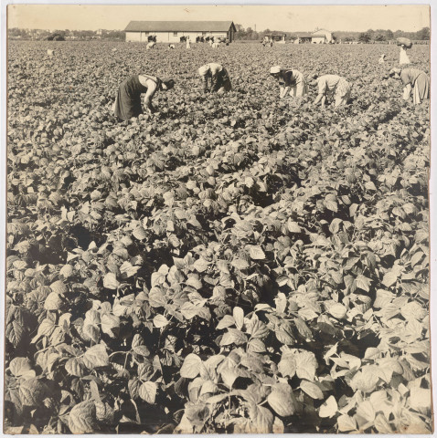 BRETIGNY-SUR-ORGE, Etablissements Clause.- Récolte des haricots : la cueillette manuelle de haricots, [vers 1950]. 