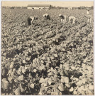 BRETIGNY-SUR-ORGE, Etablissements Clause.- Récolte des haricots : la cueillette manuelle de haricots, [vers 1950]. 