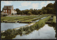 MEREVILLE.- La pisciculture au moulin de Semainville [1965-1972].