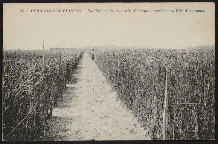 VERRIERES-LE-BUISSON.- Etablissements Vilmorin-Andrieux et Cie : Champs d'expériences, blés d'automne [1904-1910].