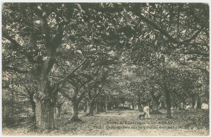 ORSAY. - Vieux châtaigniers sur la côte du Guichet. Edition Volpini. 