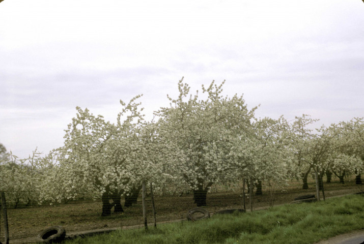 CHEPTAINVILLE. - Domaine de Cheptainville, cerisiers en fleur ; couleur ; 5 cm x 5 cm [diapositive] (1968). 