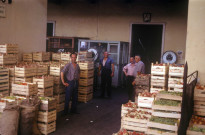VERONE. - Marché aux pastèques à VERONE [Italie] ; couleur ; 5 cm x 5 cm [diapositive] (1963). 