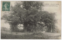 MONTGERON. - Forêt de Sénart. Le Beau Chêne et route de l'Ermitage. [Editeur Vernet, timbre à 5 centimes]. 