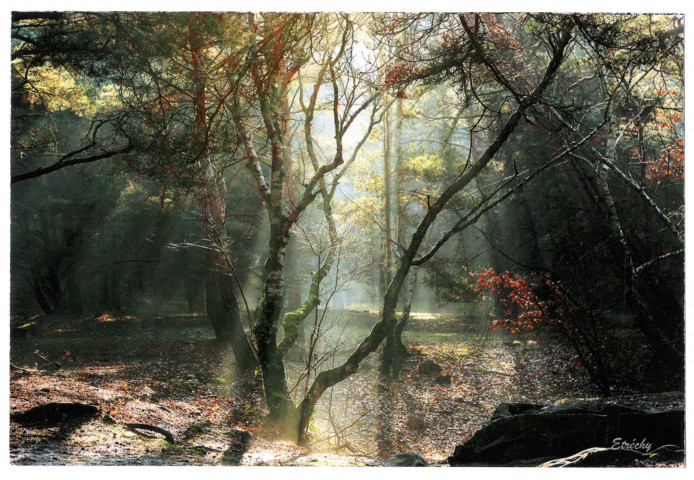 ETRECHY. - Rayons de soleil en forêt, s.d. Editions Arelys, photo M.LYS Hagenmüller, couleur. 