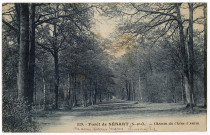 DRAVEIL. - Forêt de Sénart. Chemin du Chêne d'Antin. Photo-édition, 23 lignes, bleue. 