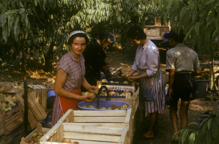 Italie. - Cueillette et conditionnement des pêches dans un verger ; couleur ; 5 cm x 5 cm [diapositive] (1963). 