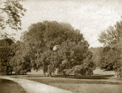 MEREVILLE. - Parc : les ormes Les deux Amis, vus de la pelouse du couchant, (1874). 