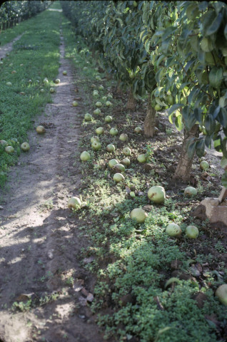 CHEPTAINVILLE. - Domaine de Cheptainville, chutes de fruits causées par la tempête d'octobre 1964 ; couleur ; 5 cm x 5 cm [diapositive] (1964). 