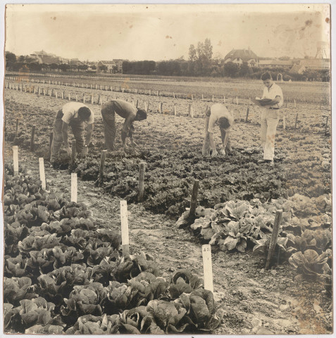 BRETIGNY-SUR-ORGE, Etablissements Clause.- Contrôle variétal : des ouvriers examinent plusieurs plantes potagères, en plein champ. En arrière plan, la maison Clause, [vers 1950]. 