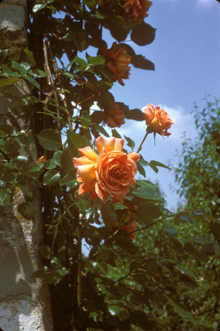 CHEPTAINVILLE. - Roses en floraison ; couleur ; 5 cm x 5 cm [diapositive] (1965). 