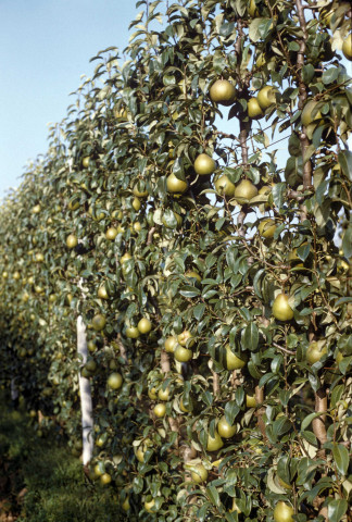 CHEPTAINVILLE. - Domaine de Cheptainville, plants de poiriers portant des poires de variété passe-crassane ; couleur ; 5 cm x 5 cm [diapositive] (1960). 