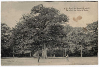 DRAVEIL. - Forêt de Sénart. Carrefour du Chêne d'Antin. Josse , 6 mots, 10 c, ad.,coloriée. 