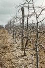 PACY-SUR-EURE. - Plantations de pommiers à PACY-SUR-EURE [département de l'Eure] ; couleur ; 5 cm x 5 cm [diapositive] [v. 1960]. 