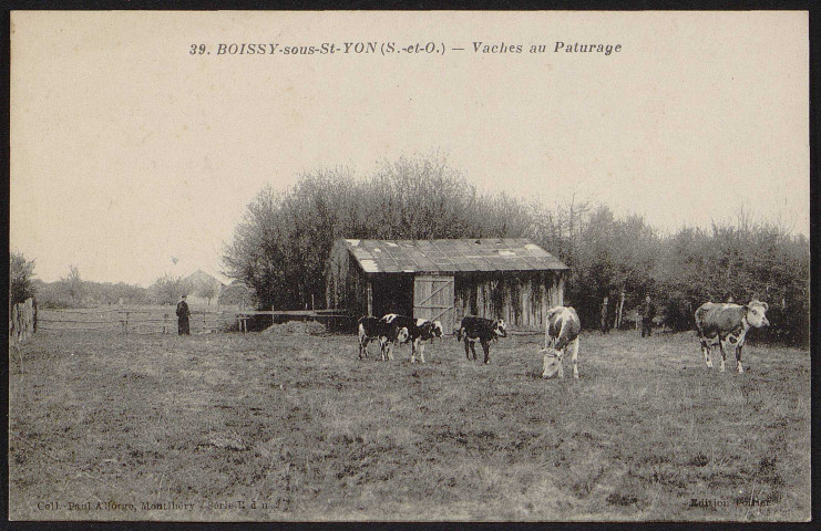 Boissy-Sous-Saint-Yon.- Vaches au pâturage [1904-1919]. 