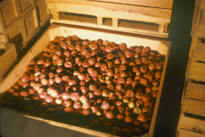 Domaine de Castang. - Entrepôts, vue de l'intérieur, pommes Starking mises en caisse ; couleur ; 5 cm x 5 cm [diapositive] (1962). 