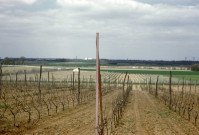 CHEPTAINVILLE. - Domaine de Cheptainville, plantations situées au lieu-dit la Croix de Bouray ; couleur ; 5 cm x 5 cm [diapositive] (1962). 
