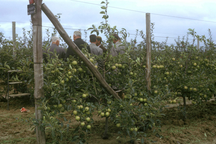 LE PLESSIS-BELLEVILLE. - LE PLESSIS-BELLEVILLE [département de l'Oise], groupe d'hommes dans des plantations de pommes de la variété Pluvinay ; couleur ; 5 cm x 5 cm [diapositive] (1963). 