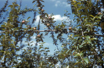 Domaine de Plassart. - Eclaircissage de prunes Reinettes sur tiges ; couleur ; 5 cm x 5 cm [diapositive] (1962). 