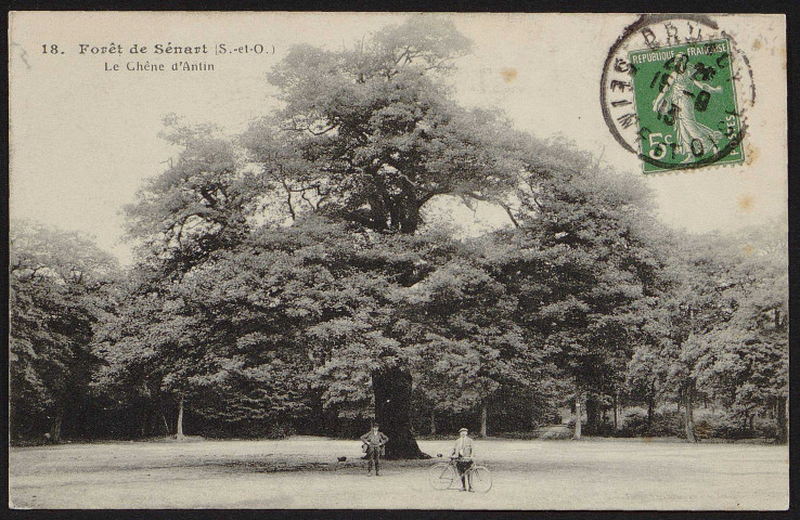 Le chêne d'Antin (15 septembre 1913).