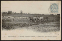 MONTGERON.- Un troupeau de moutons et bœufs à la charrue dans les champs de la Garenne, 1904.