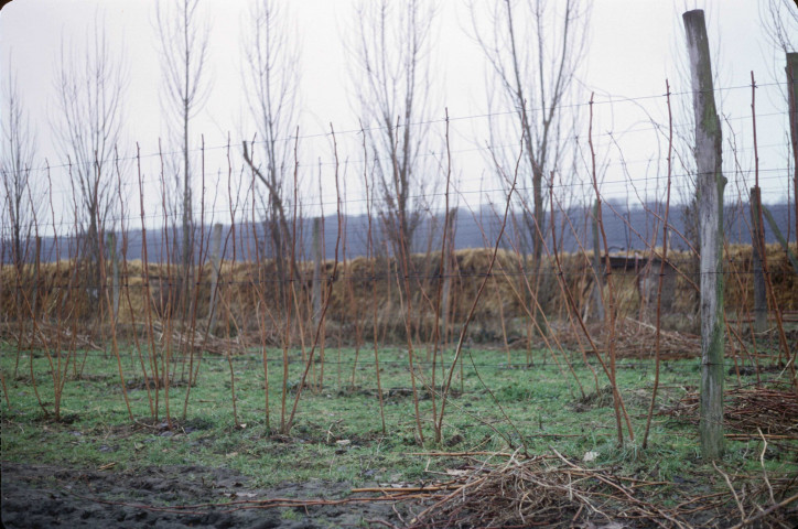 CHEPTAINVILLE. - Domaine de Cheptainville, plantations, pousses de framboisiers ; couleur ; 5 cm x 5 cm [diapositive] (1964). 