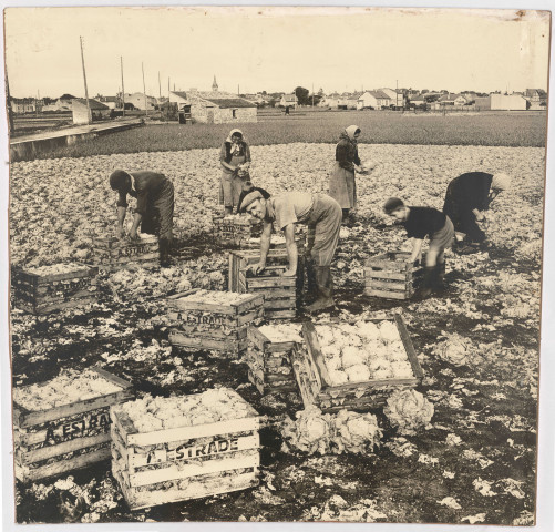 BRETIGNY-SUR-ORGE, Etablissements Clause.- Récolte de laitues chez des maraichers du sud-ouest, [vers 1950]. 