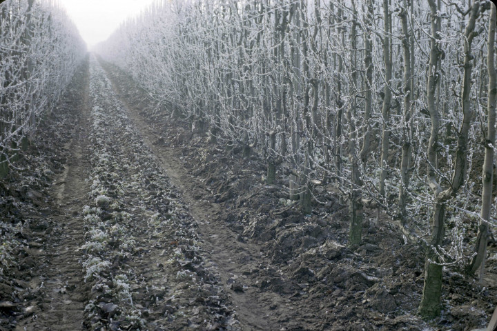 CHEPTAINVILLE. - Domaine de Cheptainville, plantations, rang butté dans les cormiers ; couleur ; 5 cm x 5 cm [diapositive] (1964). 