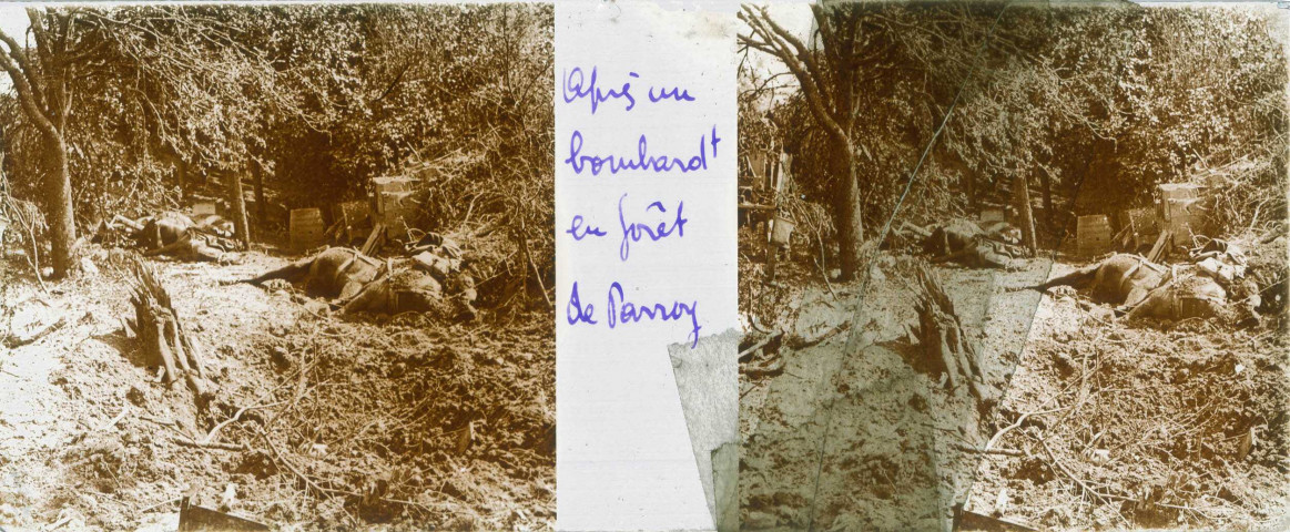 Après un bombardement en forêt de Parroy (s.n.)