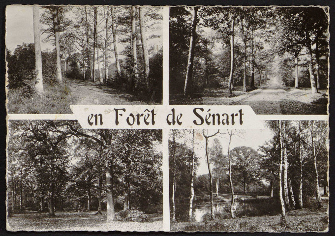 Brunoy.- En forêt de Sénart (23 août 1965). 