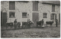 BIEVRES. - Elevage de vaches jersiaires - Etables de M. Chevalier. Cliché Gaillard. 