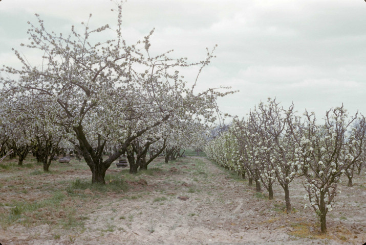 CHEPTAINVILLE. - Domaine de Cheptainville, cerisiers et poiriers en fleur au printemps ; couleur ; 5 cm x 5 cm [diapositive] (1962). 