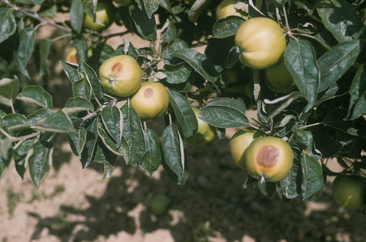 CHEPTAINVILLE. - Pommes atteintes de brûlures ; couleur ; 5 cm x 5 cm [diapositive] (1959). 