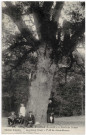 DRAVEIL. - Forêt de Sénart. Le Chêne Prieur ( 7.50 m de circonférence). Amaury. 