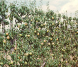 CHEPTAINVILLE. - Domaine de Cheptainville, plants de poiriers portant des poires de variété comice ; couleur ; 5 cm x 5 cm [diapositive] (1962). 